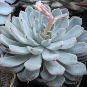 Echeveria      hybr.