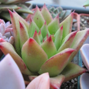 Echeveria    agavoides   *Lipstik*