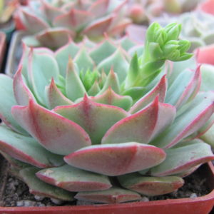 Echeveria    Ramillete