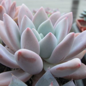 Pachyveria      Opalina
