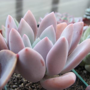Pachyveria     Opalina