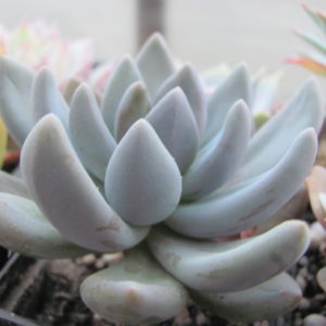 Echeveria    fittkaui
