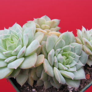 Echeveria   hybr.