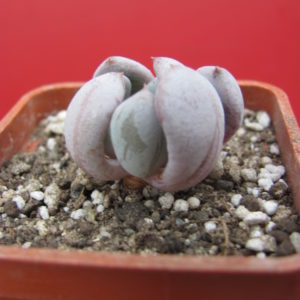 Echeveria   Viant   F2