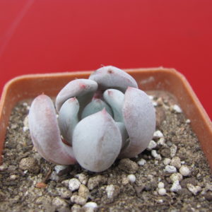Echeveria    Viant   F2