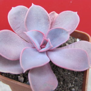 Echeveria    Purple  Pearl