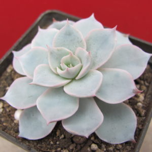 Echeveria subsessilis