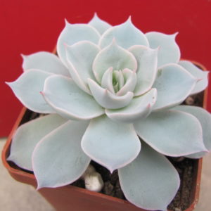Echeveria   subsessilis