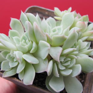Echeveria   amoena