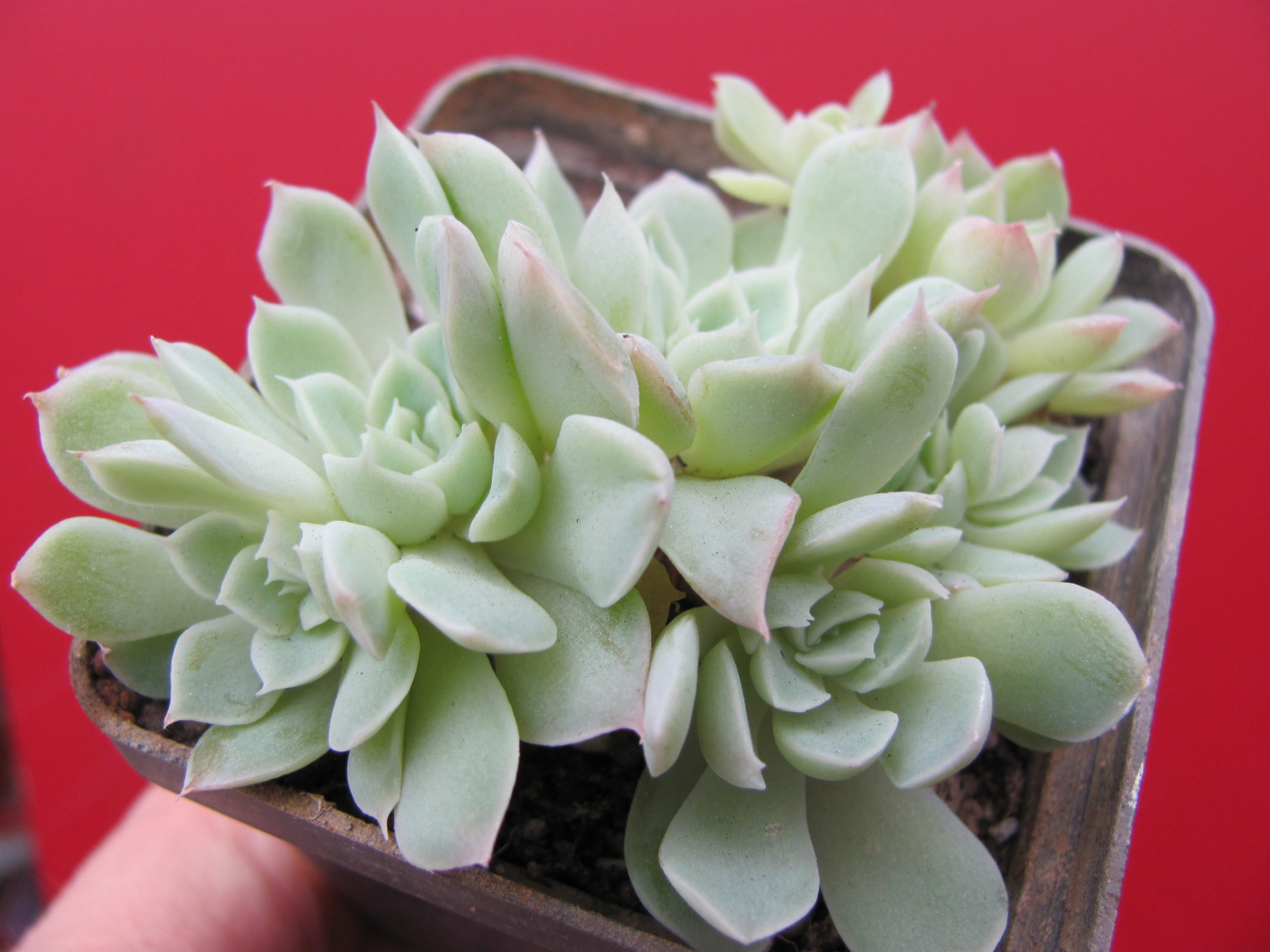 Echeveria   amoena