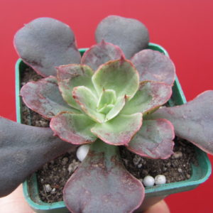 Echeveria   Red Prince