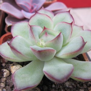 Echeveria    pulidonis
