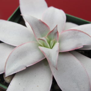 Echeveria   Cante