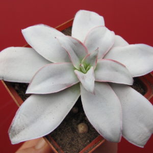 Echeveria     Cante