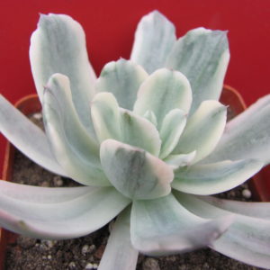 Echeveria     howeyi  variegata