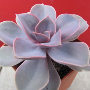 Echeveria   Purple  Pearl