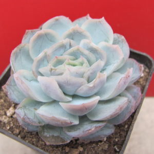 Echeveria   Snow  Ball