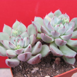 Echeveria   hybr.