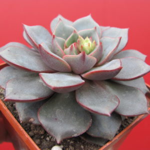 Echeveria     hybr.