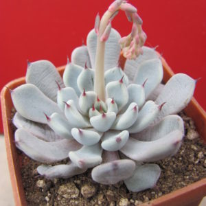 Echeveria    cuspidata  zaragoza