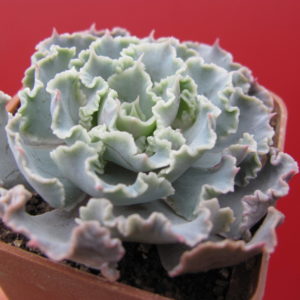 Echeveria    Curly  Pearl