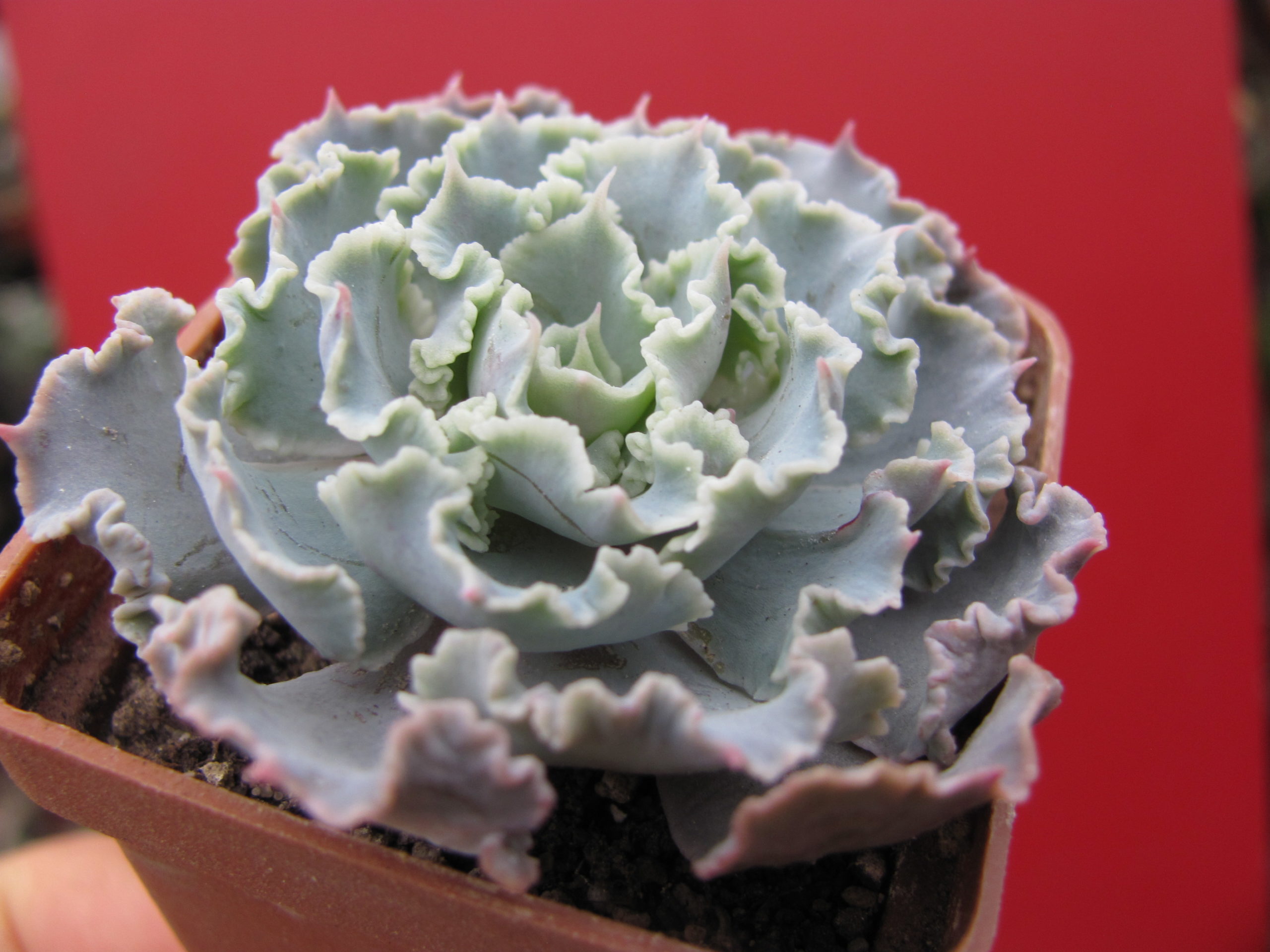 Echeveria    Curly  Pearl
