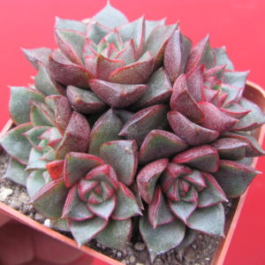 Echeveria   purpusorum     hybr.