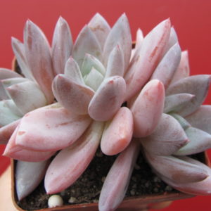 Echeveria   Brumes