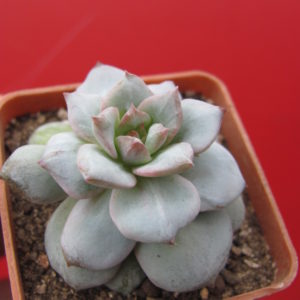 Echeveria   Blue Bird  variegata