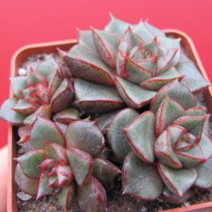 Echeveria     purpusorum  hybr.