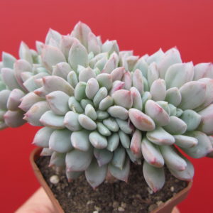 Echeveria   glauca   cristata