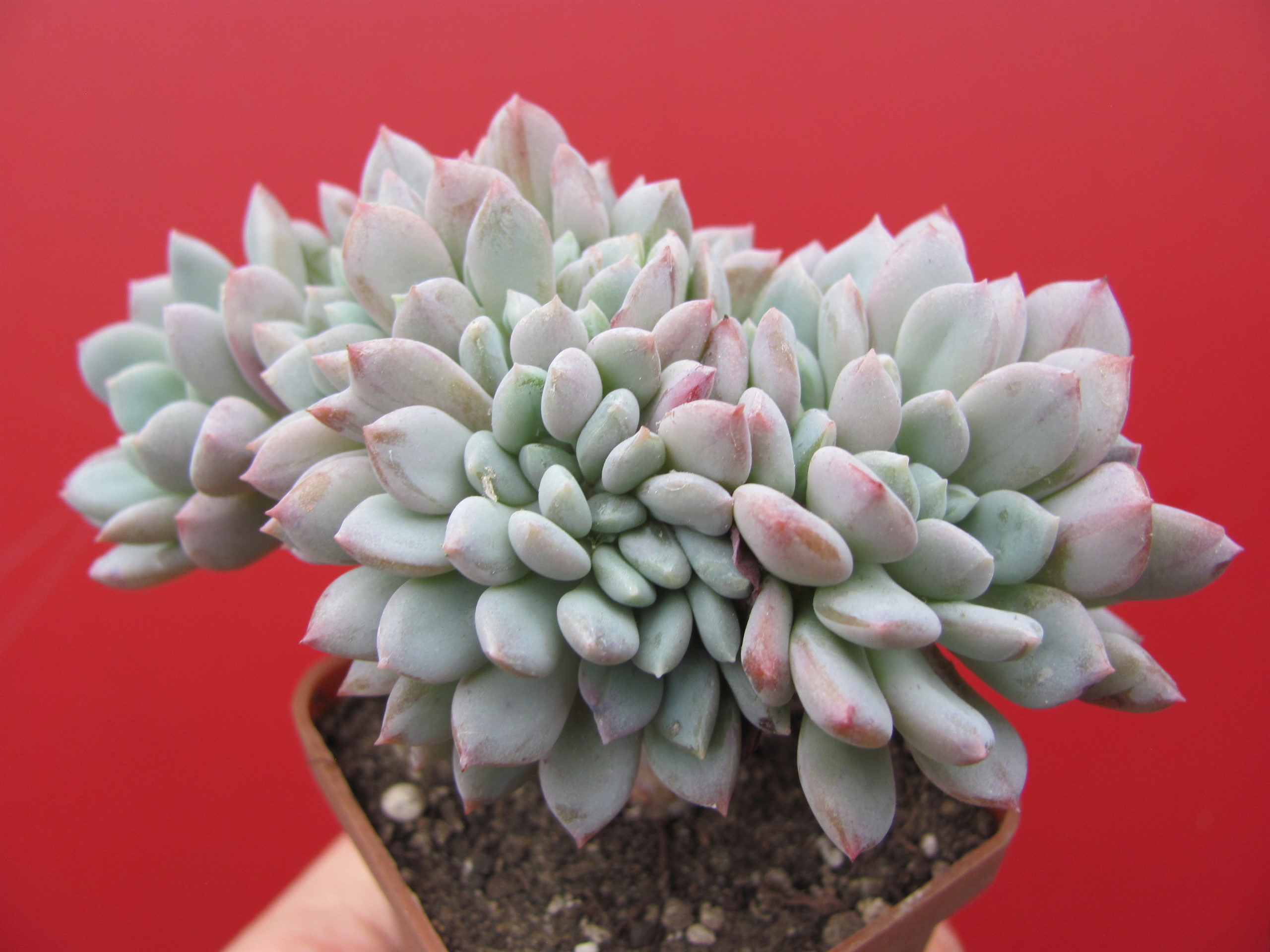 Echeveria   glauca   cristata