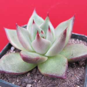 Echeveria  Romeo