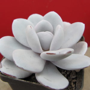 Echeveria    laui