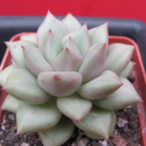 Echeveria   Van  Keppel