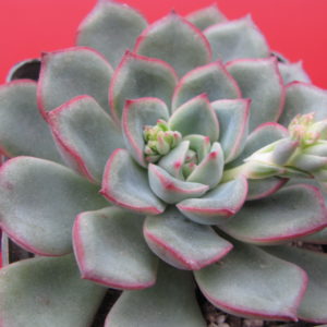 Echeveria   hybr.    #10