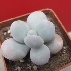 Pachyphytum  oviferum