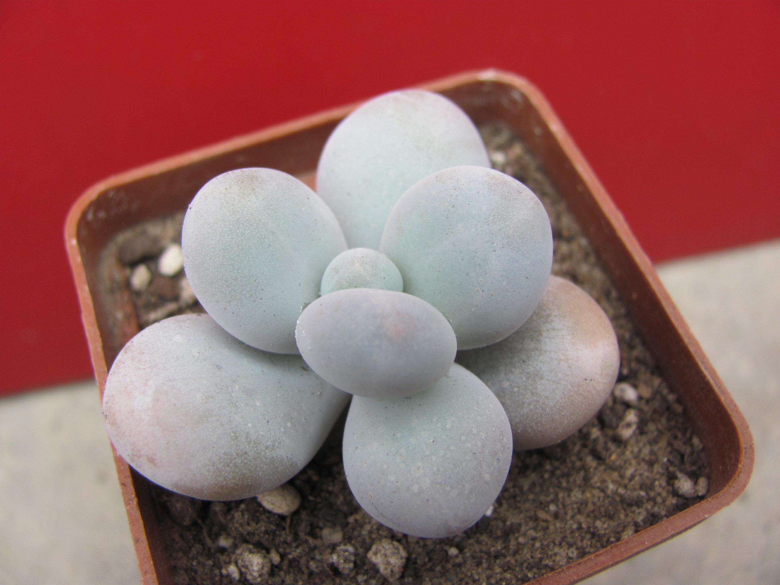 Pachyphytum  oviferum
