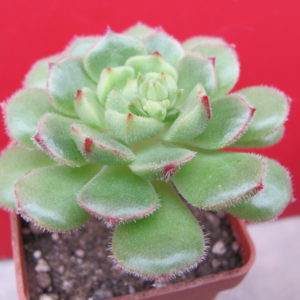 Echeveria  Derosa