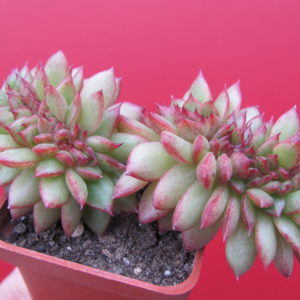 Echeveria    Gilva cristata