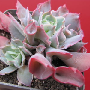 Echeveria    Trumpet   Pinky