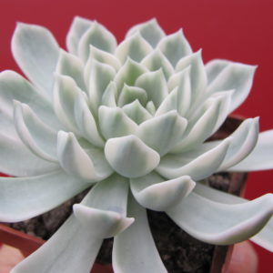 Echeveria   *Royal  Chrysanthemum*   variegata