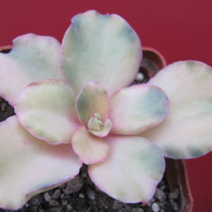 Echeveria    *  Curly*  variegata