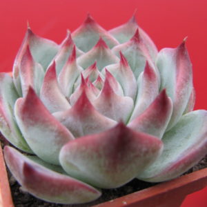 Echeveria    chihuahuensis    Ruby  Blush