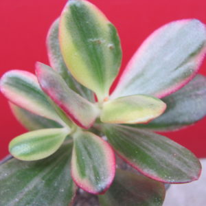 Crassula    Hummels Sunset   variegata