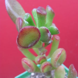 Crassula   ovata   Gollum