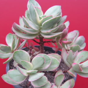 Crassula  nudicaule   variegata