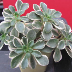Aeonium    domesticum    variegata