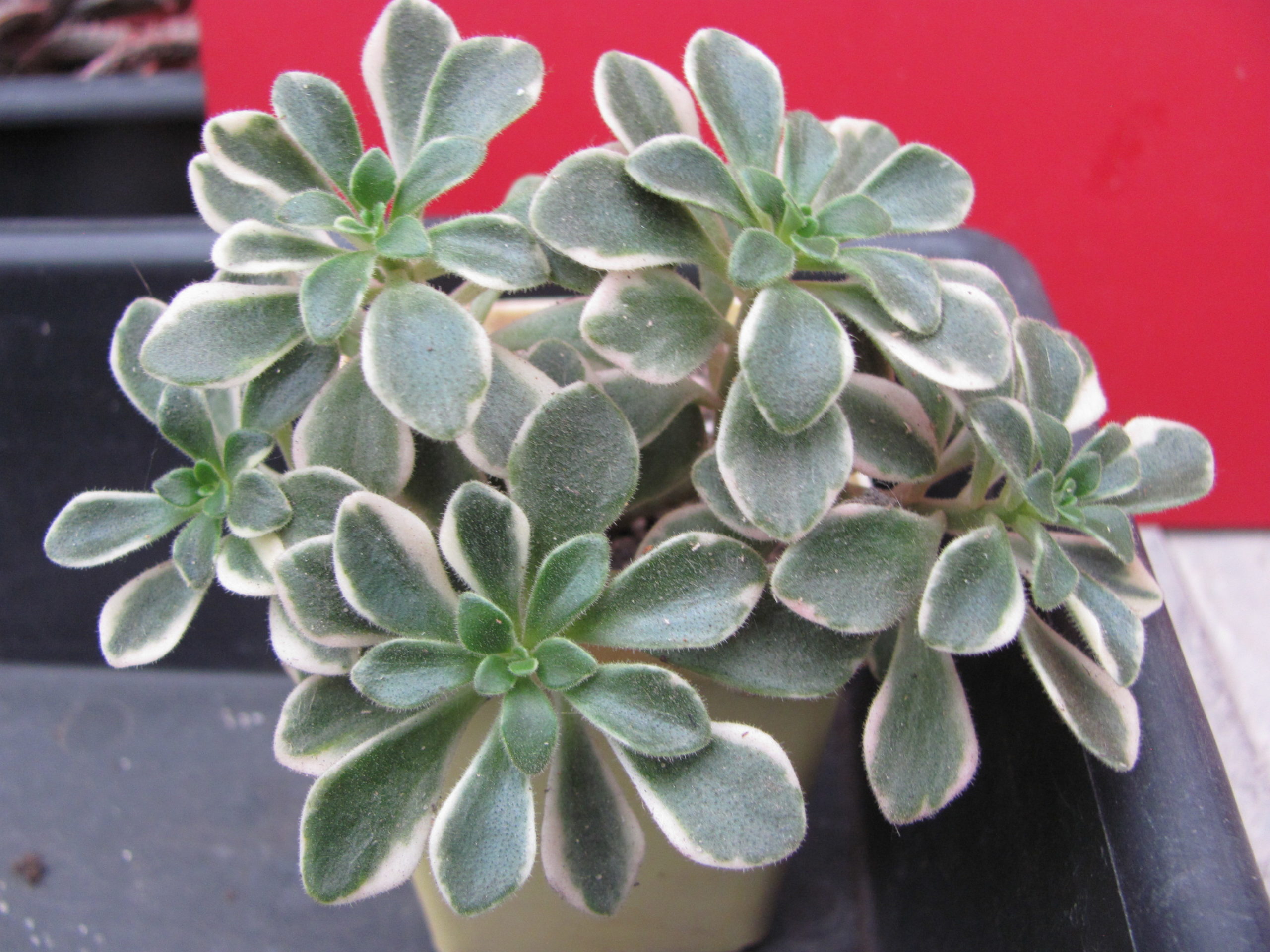 Aeonium    domesticum    variegata