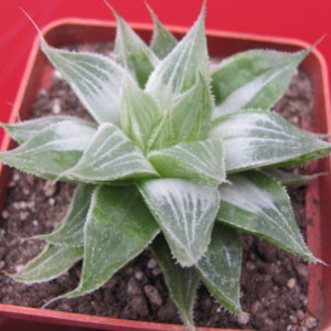 Haworthia   Grey  Ghost